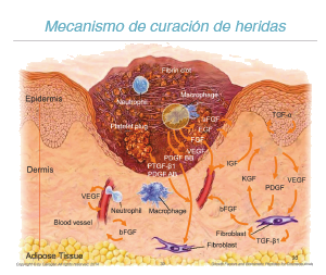 Mecanismo de curación de heridas con CELLMULA