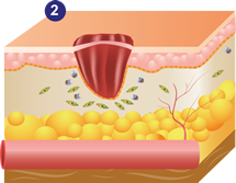 Fase de proliferación con ULTRAcel Q+